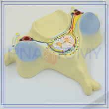 PNT-0615 heißer Verkauf &amp; hohe Qualität billig menschlichen Körper Anatomie Modell mit